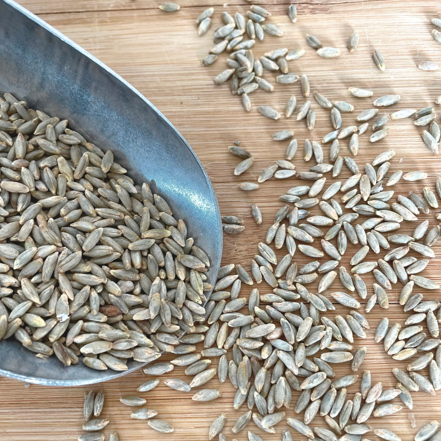 Rye Berries