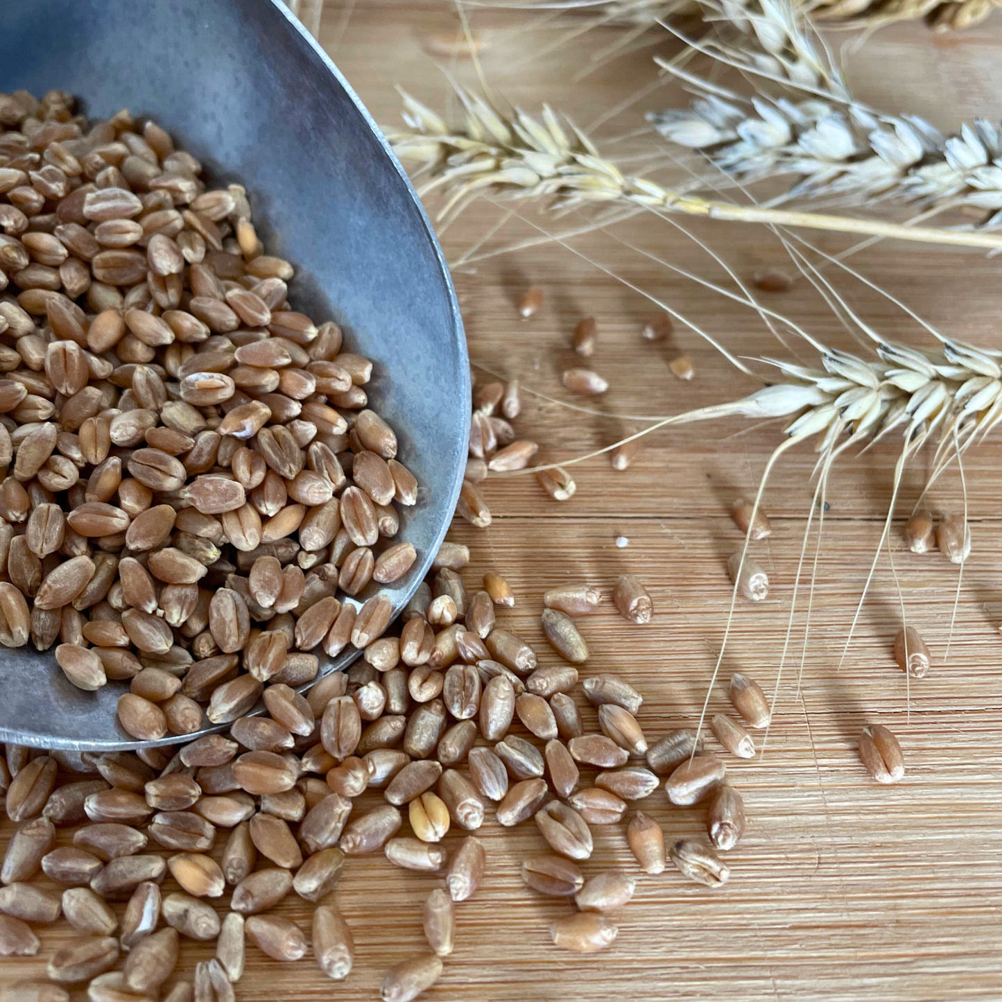 Red Fife Wheat Berries