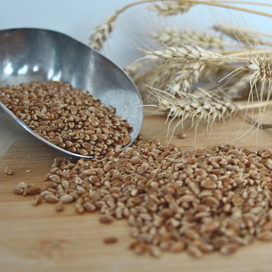 Hard Red Spring Wheat Berries